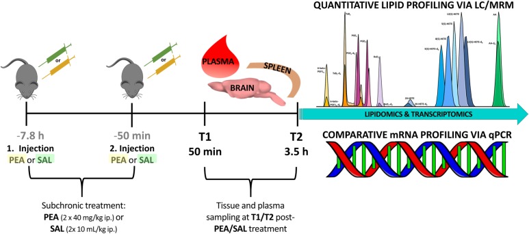 Experimental timeline of PEA/Sal treatment: in total 24 mice were ip injected either with saline (n = 12) or with a dose of 40 mg/kg PEA (n = 12) each in a total volume of 10 mL/kg (1st injection, at 7.8 h prior to sacrificing). After 7 h the same procedure was repeated (2nd injection, at 50 min prior to sacrificing). At time point 1 (50 min post – 2nd injection) 12 mice were sacrificed and plasma, brain, and spleen samples from PEA-treated (n = 6) and saline-treated (n = 6) mice were collected for further analysis. This procedure was repeated with remaining 12 mice, e.g., PEA-treated (n = 6) and saline-treated (n = 6) mice, at time point 2 (3.5 h post – 2nd injection).