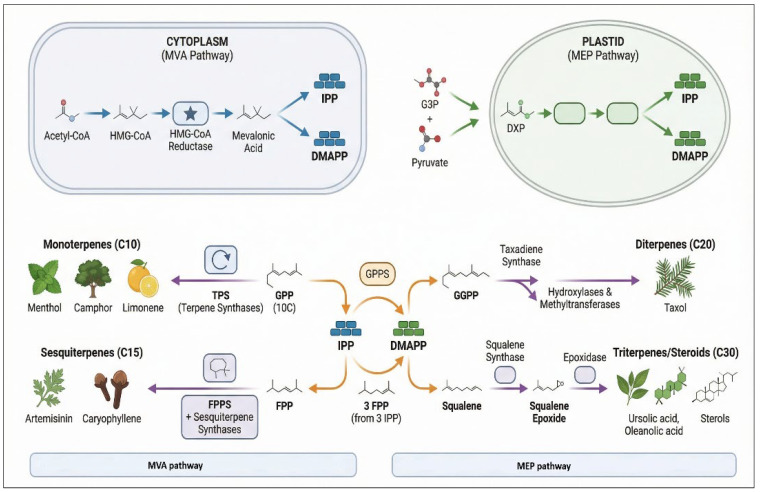 Schematic overview of terpenoid biosynthesis in medicinal plants, showing the cytosolic mevalonate (MVA) pathway and plastidial methylerythritol phosphate (MEP) pathway leading to the formation of isoprenoid precursors (IPP and DMAPP). These intermediates are further converted into various classes of terpenoids, including monoterpenes, sesquiterpenes, diterpenes, and triterpenes/steroids, through key enzymes such as terpene synthases and prenyltransferases. Structures are presented in simplified form for illustrative purposes. MVA, mevalonate pathway; MEP, methylerythritol phosphate pathway; IPP, isopentenyl pyrophosphate; DMAPP, dimethylallyl pyrophosphate; GPP, geranyl pyrophosphate; FPP, farnesyl pyrophosphate; GGPP, geranylgeranyl pyrophosphate; TPS, terpene synthases; GPPS, geranyl pyrophosphate synthase; FPPS, farnesyl pyrophosphate synthase.