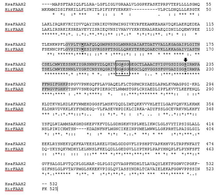 Sequence analysis of FAAH proteins. Clustl O alignments of HsaFAAH-2 and the predicted HirFAAH. Both the HsaFAAH-2 active site catalytic triad (K131-S206-S230) and the predicted catalytic triad of HirFAAH (K126-S201-S225A) are in bold and underlined. The catalytic nucleophiles of HsaFAAH-2 S230 and HirFAAH S225 are indicated with the black arrow. The GXSCG consensus sequence for serine hydrolases is boxed in black and the conserved amidase signature sequence is highlighted in grey