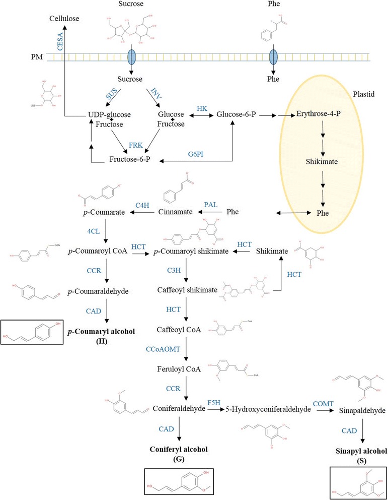 Monolignol and cellulose pathways. The molecules (in black) and enzymes (in blue) of the two pathways are indicated. Cellulose synthase (CESA) is membrane bound. Cinnamate-4-hydroxylase (C4H) and coumarate 3-hydroxylase (C3H) localise in the endoplasmic reticulum; hydroxycinnamoyl transferase (HCT) is partially associated with the endoplasmic reticulum [71]. All the other enzymes are active in the cytosol. 4CL 4-coumarate ligase, CAD cinnamyl alcohol dehydrogenase, CCoAOMT caffeoyl-CoA 3-O-methyltransferase, CCR cinnamoyl CoA reductase, COMT caffeate O-methyltransferase, F5H ferulate 5-hydroxylase, FRK fructokinase, G6PI glucose-6-phosphate isomerase, HK hexokinase, INV invertase, PAL phenylalanine ammonia lyase, Phe phenylalanine, SUS sucrose synthase