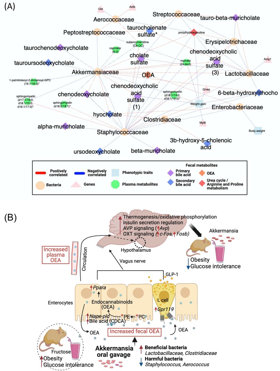 Integration of microbiome, metabolomics, and scRNA-seq data and the proposed action mechanism of A. muciniphila against fructose-induced obesity.(A) Correlation network between microbial taxa, fecal and plasma metabolites, DEGs from hypothalamus scRNA-seq, and metabolic phenotypes. Correlation coefficients among family-level microbiome were calculated using FastSpar (p-val < 0.05) and used as a backbone of network structure. Correlations between microbes, metabolites, genes, and phenotypes were calculated by Biweight midcorrelation (p-val < 0.05). Nodes are the bacteria and their adjacent correlated genes, metabolites, and phenotypic traits each other. Node shapes indicate the omics data type belongs to. Red and blue lines indicate positive and negative correlation, respectively. (B) A summary figure illustrating potential mechanisms of A. muciniphila to counteract fructose-induced metabolic dysfunction, which was inferred from present multiomcs study and literature evidence. A. muciniphila shapes favorable environment for other beneficiary bacteria to thrive and stimulates bile acids production which leads to OEA biosynthesis in the gut. OEA is proposed as a mediator between gut-brain axis, which induces pathways including AVP and OXT signaling, thermogenesis, and insulin regulation to regulate energy homeostasis.