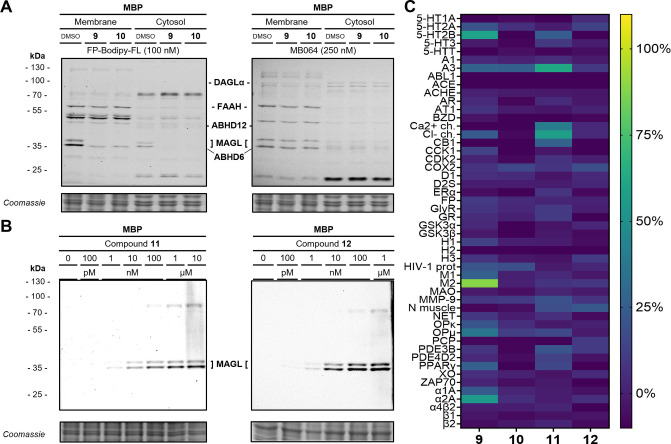 Assessment of the selectivity and specificity of the fluorescent MAGL probes 9 to 12 A) Multiplex ABPP assay labels a variety of serine hydrolases in the membrane and cytosolic fraction of the mouse brain proteome (MBP). The two MAGL bands at approx. 35 kDa are selectively blocked by 1 μM of reversible probes 9 and 10. Both panels depict the same representative SDS‐PAGE at the respective fluorescent channel settings. B) Dose‐dependent labeling of the two MAGL splicing variants in MBP with the two irreversible fluorescent probes 11 and 12. C) Heatmap representation of off‐target panel screen of 9 to 12 at 10 μM (ca. 10,000‐fold MAGL IC50). A brighter color indicates higher inhibition.