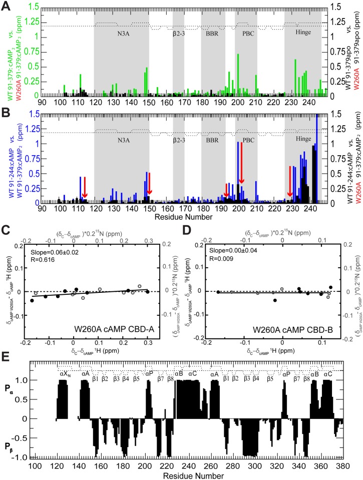 Probing CBD-A/B interactions in RIα (91–379) through the W260A mutation.Evaluation of the effect of the W260A mutation on the CBD-A/B interface through CCS differences in the apo and cAMP-bound states. (A) CCS changes caused by the W260A mutation in RIα (91–379) apo (black) or cAMP2-bound (green). (B) Plot of WT cAMP-bound RIα (91–244) versus WT cAMP2-bound RIα (91–379) CCS differences (blue) and plot of the WT cAMP-bound RIα (91–244) versus W260A cAMP2-bound RIα (91–379) CCS differences (black). The red arrows illustrate the effect of the W260A mutation. The comparison of the black and blue CCS difference profiles shows that the W260A mutation mimics the deletion of CBD-B. (C) Effect of the W260A mutation on the active versus inactive equilibrium of CBD-A, as assessed by chemical shift correlations, similarly to Fig 2D but with apo WT RIα (91–379) replaced by cAMP2-bound W260A RIα (91–379). (D) As in panel (C), but for CBD-B. (E) 2ary structure probability map based on the secondary chemical shifts of the W260A mutant RIα (119–379):cAMP2 (black bars). The 2ary structure profile of the WT:cAMP2 construct is reported as dotted lines.