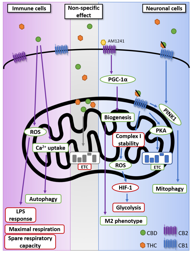 Non-apoptotic impact of cannabinoids on mitochondria. Although CB1 and CB2 are found on immune cell, the reported activity of CBD on the mitochondria of immune cells was not confirmed to be dependent on either receptor [95,100,103]. Non-specific effect represents the effect of cannabinoids on mitochondrial membrane integrity demonstrated not to be dependent on CB1 or CB2 [88,89,90]. It is now well established that CB1 is found on mitochondrial membrane [80,86,87,93]. Green borders represent an upregulation or increased activity; red borders represent a downregulation or reduced activity. CB1: Cannabinoid receptor type 1; CB2: Cannabinoid receptor type 2; CBD: Cannabidiol; ETC: Electron transport chain; HIF-1; hypoxia-inducible factors 1; PGC-1α: peroxisome proliferator-activated receptor gamma coactivator 1-alpha; PINK1: PTEN-induced kinase 1; PKA: Protein kinase A; ROS: reactive oxygen species; THC: Δ⁹-tetrahydrocannabinol.