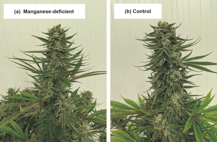 Comparison of apical inflorescence tissues between plants in the manganese deficiency treatment (a) and control treatment (b) during week seven of the trial.