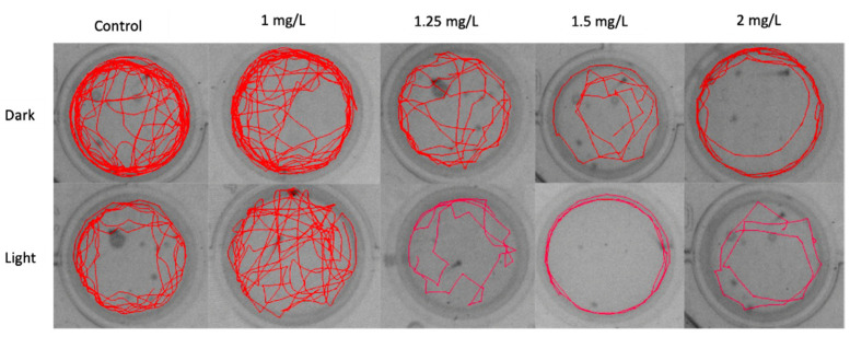 Track plot of zebrafish embryo movement in light and dark conditions, in relation to the concentration of THC.
