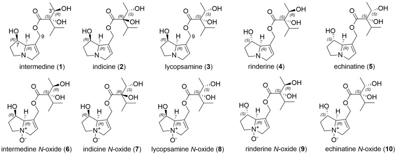 Examples of a known set of isomeric pyrrolizidine alkaloids identified from various plants including intermedine (1), indicine (2), lycospamine (3), rinderine (4) and echinatine (5) and the corresponding N-oxides (6)–(10).