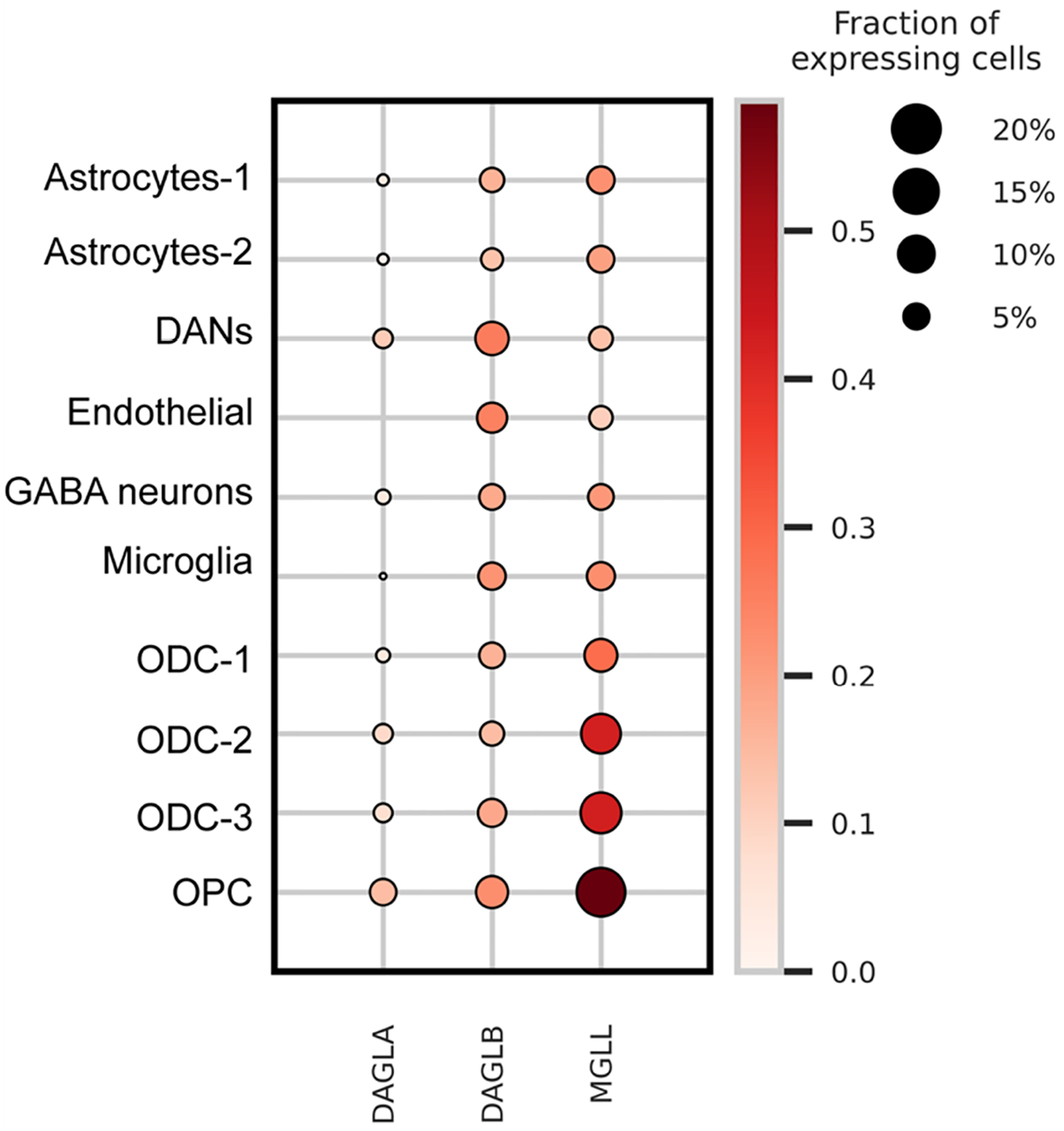 Expression of DAGLA, DAGLB, and MGLL in human SN region. Dot plot of a previously published single-nuclei transcriptomic dataset from the human SN region[66]. It compares the gene expression levels of DAGLA, DAGLB, and MGLL in type 1 and type 2 astrocytes, DANs, endothelial cells, GABAergic neurons, microglia, and type 1–3 oligodendrocytes, as well as OPCs. The size of each circle indicates the percentage of cells expressing a given gene within the cell population. The color intensity, ranging from light to dark red, represents the increase in gene expression level. DAGLA: Diacylglycerol lipase α; DAGLB: diacylglycerol lipase β; MGLL: monoacylglycerol lipase; SN: substantia nigra; DANs: nigrostriatal dopaminergic neurons; GABA: gamma-aminobutyric acid; OPCs: oligodendrocyte precursor cells.