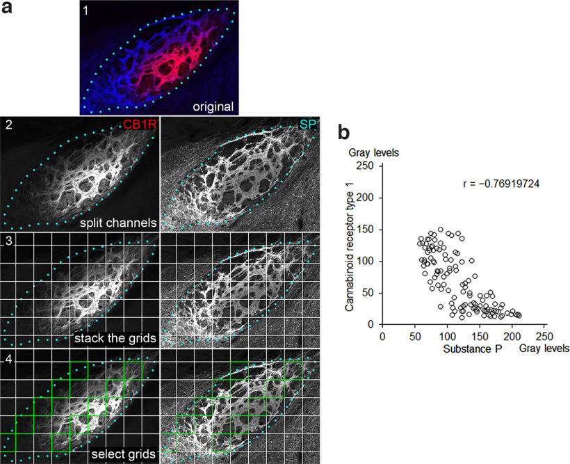 Analysis of contrasting immunoreactivities for SP and CB1R in the EPN. a, The procedures to measure the gray values of immunoreactivities for SP and CB1R. The dual-label image (1) is split into two singe-channel images (2), which are overlaid with a grid (3). The frames to be analyzed are selected according to the systematic random sampling method and are colored green (a, 4). Blue dots represent the boundary of the EPN determined by SP immunoreactivity. b, Correlation diagram showing the intensities of CB1R and SP immunoreactivities measured within the green frames. Each dot corresponds to the averaged gray value inside each frame, in which areas occupied by the white matter are excluded in measurements (n = 40 frames; 4 sections in each animal; 3 animals were used).