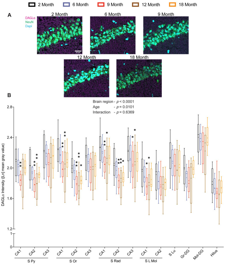 Effect of age on DAGLα protein levels within hippocampus. Coronal brain sections of 2-, 6-, 9-, 12- and 18-month-old mice immunostained for DAGLα. Representative images depicting for DAGLα immunoreactivity in the CA1 region (scale bar = 25 μm) (A). Quantification of DAGLα immunoreactivity across hippocampal sub-regions revealed significant changes in DAGLα protein levels with respect to age and brain region (B). (n = 12 images were analyzed from four mice per age group). Whiskers represent minimum and maximum values; + symbol within the box indicates mean; * p < 0.05; ** p < 0.01; linear mixed model analysis followed by Dunnett´s multiple comparison test. p-values refer to pairwise tests against the 2-month-old group.