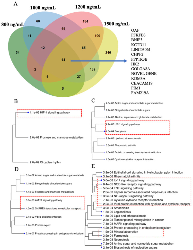 Δ-9-THC-dose-dependently upregulated genes and their association with pathways. (A) Venn diagram showing the overlap of upregulated DEGs associated with Δ-9-THC and fourteen genes common to all dosing concentrations of Δ-9-THC. Upregulated DEG-driven pathways in the (B) 800 ng/mL, (C) 1000 ng/mL, (D) 1200 ng/mL, and (E) 1500 ng/mL Δ-9-THC treatment groups. Δ-9-THC-dose-dependently downregulated genes and their association with pathways. (F) Venn diagram showing the overlap of downregulated DEGs associated with Δ-9-THC exposure in vitro and thirteen genes common to all dosing concentrations of Δ-9-THC. Downregulated DEG-driven pathways in the (G) 800 ng/mL, (H) 1000 ng/mL, (I) 1200 ng/mL, and (J) 1500 ng/mL Δ-9-THC treatment groups. Red dashed boxes indicate significant biological pathways linked to Δ-9-THC treatment.
