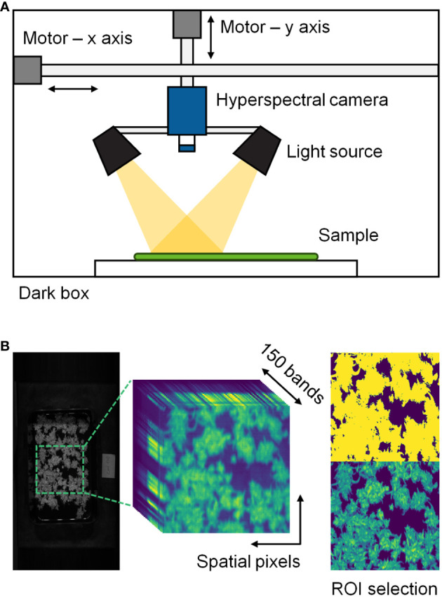 Hyperspectral imaging system (A) and description of hyperspectral data processing (B) in this study. The regions of interest (ROI) were selected through a threshold technique.