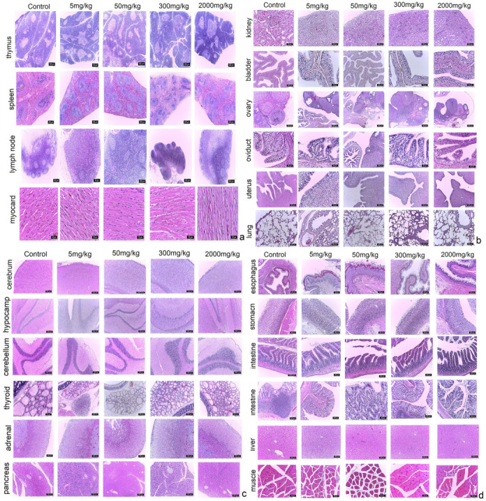 (a) Histological aspects of the thymus, spleen, lymph node and myocardium in rats exposed to various doses of EU-GMP certified Cannabis sativa L. In the image, it can be seen that no histological changes were recorded, hematoxylin and eosin (H&E) standard staining protocol; (b) Morpho-structure of the kidney, urinary bladder, ovary, oviduct, uterus and lung in rats exposed to various doses of EU-GMP certified Cannabis sativa L. The organs studied did not show histological changes regardless of the dose; H&E coloration; (c) Morpho-structure of the cerebral cortex, hippocampus, cerebellar cortex, thyroid, adrenal gland and pancreas in rats exposed to various doses of EU-GMP certified Cannabis sativa L. We mention that no histological changes occurred regardless of the dose, H&E coloration; (d) Histological aspects of the esophagus, stomach, small intestine, large intestine, liver and skeletal muscles in rats exposed to various doses of EU-GMP certified Cannabis sativa L. No histological changes occurred regardless of the dose, H&E coloration.