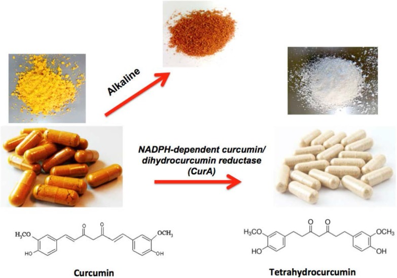 With increasing pH (alkalinity), curcumin changes to red. Curcumin metabolically converts to tetrahydrocurcumin by using the NADPH-dependent curcumin/dihydrocurcumin reductase (CurA) enzyme. Structurally, curcumin has the α,β-unsaturated carbonyl group, but tetrahydrocurcumin lacks α,β dienes.