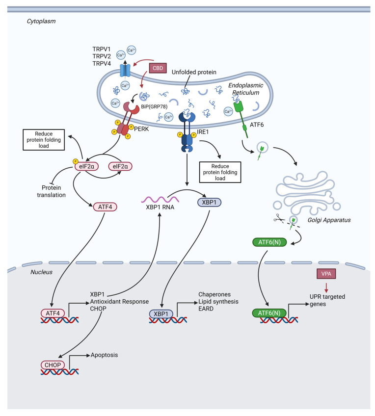 Calcium efflux and unproperly folded protein accumulation are the main motivations of ERS. To regain homeostasis of calcium and protein, UPR pathways (PERK-eIF2α pathway, IRE1-XBP1 pathway and ATF6 pathway) are activated. By promoting excess ERS and disrupting UPR pathways, AEDs divert tumor cells into apoptosis signaling. Abbreviations: CBD, Cannabidiol; VPA, Valproic acid; TRPV, Transient receptor potential vanilloid; BiP, Binding immunoglobulin protein; PERK, Protein kinase-like endoplasmic reticulum kinase; eIF2α, eukaryotic initiation factor 2α; ATF4, Activating transcription factor 4; CHOP, C/EBP homologous protein; IRE1, Inositol requiring enzyme-1; XBP1, X-Box binding protein 1; ERAD, Endoplasmic reticulum-associated degradation; ATF6, Activating transcription factor 6; UPR, Unfolded protein response.