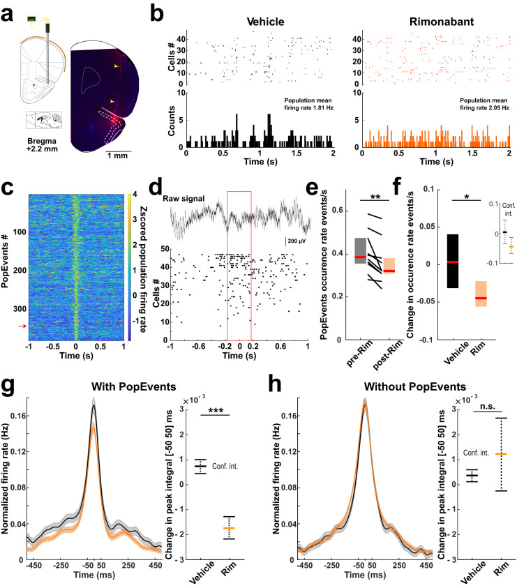 Effect of CB1 receptor blockade on unit coordination in the anterior piriform cortex.a Left: schematic of silicon probe implant in the anterior piriform cortex. Right: coronal section with electrolytic lesion and probe track (yellow arrows) (red: immunostaining against mouse antibodies; blue: DAPI). Probe placement was similarly verified in all recorded mice. Adaptation from Paxinos and Watson atlas. b Top: example of raster plots from putative excitatory units (E_Cells) following systemic injection of Vehicle (left) or CB1 receptor antagonist (Rimonabant—Rim, right). Bottom: spike counts (10 ms bins). c Z-scored convolved spike trains for E_Cells aligned on individual population events (PopEvents) of an example session. d Top: example of layer 2 raw signal during a PopEvent (red arrow in c). Bottom: corresponding E_Cells raster plot (red box: PopEvent interval). e PopEvents occurrence rate, pre- and post-injections of Rim. pre-Rim: 0.39 [0.36 0.48] events/s; post-Rim: 0.32 [0.31 0.38] events/s. Two-sided Wilcoxon’s test: **P = 0.002; n = 10 sessions in 7 mice. f Median change in PopEvent occurrence rate following Vehicle and Rim injections. Vehicle: 0.003 [−0.031 0.040]; Rim: −0.045 [−0.056 −0.022] events/s. Two-sided Mann–Whitney test: *P = 0.02; n = 15 and 10 sessions from 8 and 7 mice for Vehicle and Rim, respectively. g Left: Mean cross-correlograms of E_Cell pairs, pre- and post-injection of Rim, when including PopEvent firing. Means, bold lines; SEM, shaded areas. Right: median change of peak integral of the cross-correlograms from −50 to 50 ms. Vehicle 0.73 [−6.60 9.44] (×10−3); Rim −1.74 [−13.13 10.06] (×10−3). Two-sided Mann–Whitney test: ***P = 8.27e−22; n = 6764 and 5099 pairs from 17 sessions (9 mice) and 11 sessions (8 mice) for Vehicle and Rim, respectively. h Same as g but excluding PopEvent activity. Vehicle 0.37 [−6.21 7.50] (×10−3); Rim 1.23 [−27.27 29.98] (×10−3). Two-sided Mann–Whitney test: P = 0.78; n = 6015 and 4787 pairs from 15 sessions (8 mice) and 10 sessions (7 mice) for Vehicle and Rim, respectively. Boxplots and values in legend represent median and 25–75th percentiles ([lower bound upper bound]). n.s. non-significant. Source data are provided as a Source Data file.