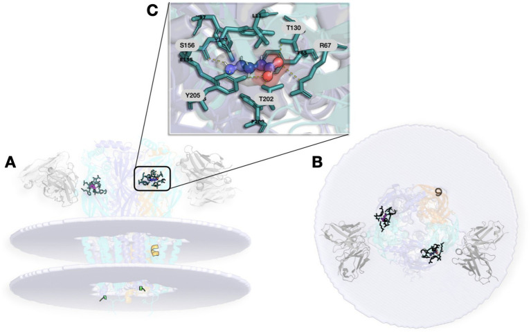 Scientific illustration of a protein structure highlighting a ligand binding site. Panel A shows a side view of the protein complex with the ligand in black. Panel B provides a top-down view with three ligands bound. Panel C zooms in on the binding site, displaying the ligand surrounded by labeled amino acid residues, with yellow dashed lines indicating interactions.