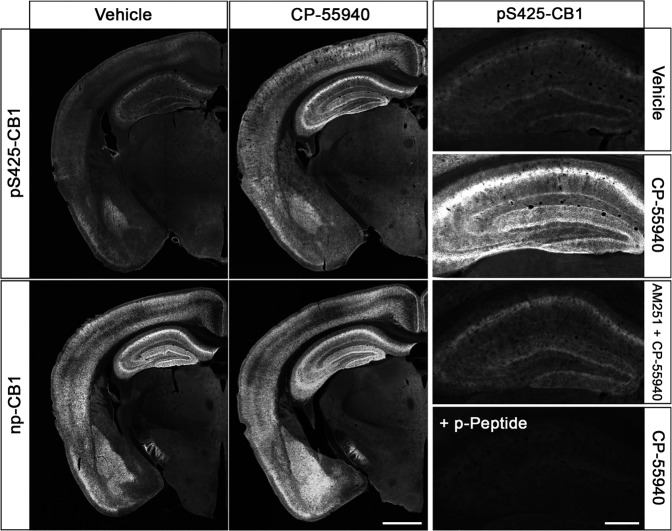 Agonist-induced phospho-CB1 immunostaining in mouse brain.Animals were either treated with Vehicle or the CB1-agonist CP-55940 for 30 min. Where indicated, animals were pretreated with the CB1-antagonistAM251 for 45 min followed by 30 min CP-55940 treatment. Animals were then transcardially perfused, fixed and stained in the presence of PPIs. Shown are confocal images of coronal brain sections stained with phosphosite-specific antibody pS425-CB1, in the presence or absence of the p-Peptide containing S425 in phosphorylated form, or phosphorylation independent np-CB1 antibody. Note that agonist-induced phopho-CB1 immunostaining is diminished by antagonist treatment. Note that phospho-CB1 immunostaining was completely neutralized by excess of phosphorylated peptide. Scale bar = 1000 µm and 250 µm.