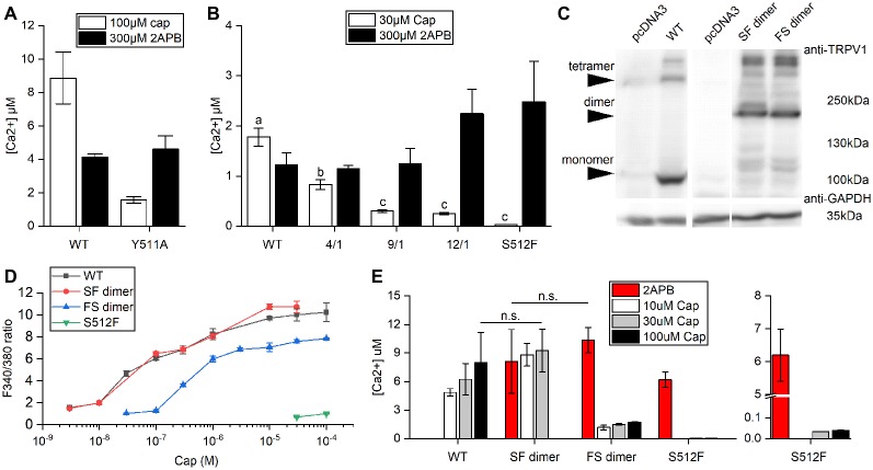 Comparison of Ca2+ influxes between wild-type and mutant TRPV1 receptors. (A) Response of wild-type TRPV1 or the Y511A mutant to induced activation by 2-aminoethoxydiphenyl borate (2-APB) or capsaicin treatment (Ca2+ influxes monitored by Fura-4F). (B) Different ratios of the S512F mutant to wild-type TRPV1 plasmids were mixed (4/1, 9/1 and 12/1) for transfection to assess Ca2+ influxes. (C) Western blot showing protein expressions of the wild-type and dimeric TRPV1 channels. Arrows point to TRPV1 tetrameric aggregates, dimers, and monomers. GAPDH, loading control. (D) HEK293T cells expressing wild-type TRPV1, S512F monomer, or SF or FS dimers were treated with increasing doses of capsaicin. Capsaicin-induced activity was similar for SF dimer and wild-type TRPV1. (E) The responses of dimeric TRPV1 constructs to capsaicin and 2-APB relative to those of monomeric wild-type and S512F mutant channels. The responses are presented as intracellular Ca2+ concentrations (n = 3–4 experiments). Note that the Y axis of the right-most graph (S512F) is broken at 0.1–5 μM Ca2+. n.s., nonsignificant.