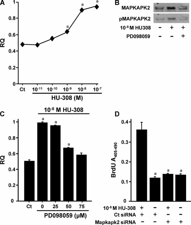 Stimulation of Mapkapk2 mRNA and protein downstream of Erk1/2 is essential for CB2 mitogenic signaling in osteoblasts. (A–C) MC3T3 E1 cells were challenged with HU-308 for 8 hours: (A) dose-response analysis of Mapkapk2 mRNA levels analyzed by real-time PCR; (B) Western blot analysis with antibodies against Mapkapk2 or phosphorylated Mapkapk2; (C) Cells were incubated with HU-308 with or without the MEK-Erk1/2 inhibitor PD098059. (D) Inhibition of CB2 mitogenic signaling in MC3T3 E1 cells by siRNA to Mapkapk2. Quantitative data are mean ± SE obtained in six culture dishes per condition. ap < .05 versus Ct or cultures treated with HU-308 and Ct siRNA.