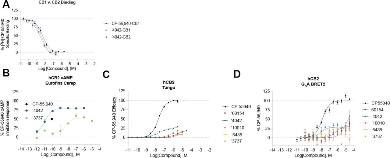 CB2R binding and functional data for select analogs. A. Competition binding data shows that ‘4042 is modestly more potent at CB1R than CB2R (rCB1 pKi = 8.7 (95% CI 8.60 – 8.86), hCB2 pKi = 8.6 (95% CI 8.55 – 8.77); t(4) =6.5, p = 0.003). B-D. Functional cAMP inhibition for a subset of analogs at hCB2 across three separate assays. All data represent mean ± SEM of three independent experiments in triplicate except B. which represents one independent experiment in triplicate. Best fit values can be found in Supplementary Table 7.