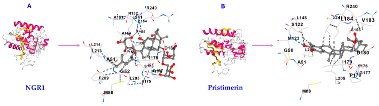 Molecular docking results of NGR1 and pristimerin on MAGL. The interactive visualization for the 3D structure of (A) MAGL with NGR1 bound to the cavity and (B) MAGL with pristimerin bound to the cavity. Both NGR1 (A) and pristimerin (B) bind MAGL on the same amino acids and binding pocket. Images obtained from molecular docking performed using the CB-Dock2 server.