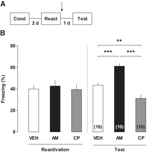 CB1R-dependent signaling modulates contextual fear memory reconsolidation in the RSC. (A) Experimental design. (B) Effects of post-reactivation intra-RSC infusions of AM251, CP55940 or their vehicle on the percentage of freezing time evaluated 1 d later (right panel). Left panel shows the percent of freezing time during the reactivation session. (**) P < 0.01 and (***) P < 0.001. Arrow indicates infusion time.