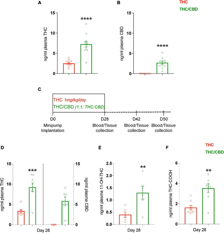CBD elevates plasma THC levels. (A,B) Plasma concentrations of THC and CBD among the treatment groups measured 2 weeks (day 14) after the pump implantation shows that the presence of CBD elevates plasma THC levels (n = 12 mice per group). (C) The scheme depicts the time-course paradigm where mice were implanted with pumps on day 0, and tissue collected on day 28 (last day of treatment), day 42 (2 weeks post-treatment cease), and day 50 (3 weeks post-treatment cease). (D) Plasma THC and CBD concentrations measured on day 28 are depicted on left and right Y-axis respectively. Similar to day 14, the plasma THC levels are also elevated on day 28 in the presence of CBD (n = 7–8 mice per group). (E,F) Determining the concentrations of plasma THC metabolites showed an elevation in 11-OH-THC and THC-COOH in the presence of CBD. THC along with its metabolites, and CBD were not detected in the plasma at days 42 and 50 (n = 6–8 mice per group). Data represented as mean ± SEM, ****p < 0.0001; ***p < 0.0005; **p < 0.01; unpaired t-test.