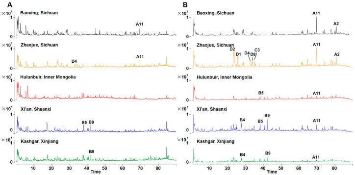 The total ion chromatograms (TIC) of leaves of Cannabis sativa from five places acquired by UHPLC-Q-TOF-MS. (A) Positive mode; (B) negative mode.