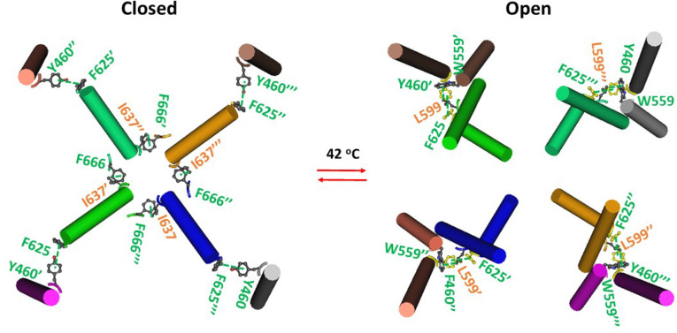 Intersubunit interactions in oxidized mTRPV3 during heat-induced opening.The homo-tetrameric cryo-EM structures of the oxidized mTRPV3 channel in cNW11 nanodiscs in the closed and open states at 42 °C (PDB ID, 7MIN and 7MIO, respectively) were utilized for the model.