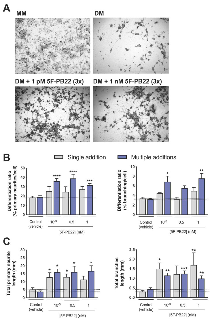 Effects of 5F-PB22 on neuronal differentiation. Neuronal differentiation was induced as reported in Materials and Methods. 5F-PB22 was added to NG108-15 cells either once (single addition at day 0, in grey) or every 24 h up to 72 h (total of three additions, in purple). (A) Representative images of NG108-15 cells 72 h following induction of differentiation, and treated once with 0.1% DMSO (vehicle control) or 5F-PB22, at 1 pM and 1 nM. Cells cultured in MM (in the absence of differentiation factors) continued to proliferate, preventing the analysis of neurite outgrowth. Scale bars correspond to 1000 μM; (B) differentiation ratios for primary neurites (left panel) and branches (right panel), calculated as the number of neurites longer than 20 µm divided by the total number of cells per well. (C) Total neurite length of primary neurites (left panel) and branches (right panel). Bars show the mean ± SEM, from at least five independent experiments, performed in duplicate. * p < 0.05, ** p < 0.01, *** p < 0.001, **** p < 0.0001, compared to vehicle control (one-way ANOVA, followed by Dunnett’s post-test).