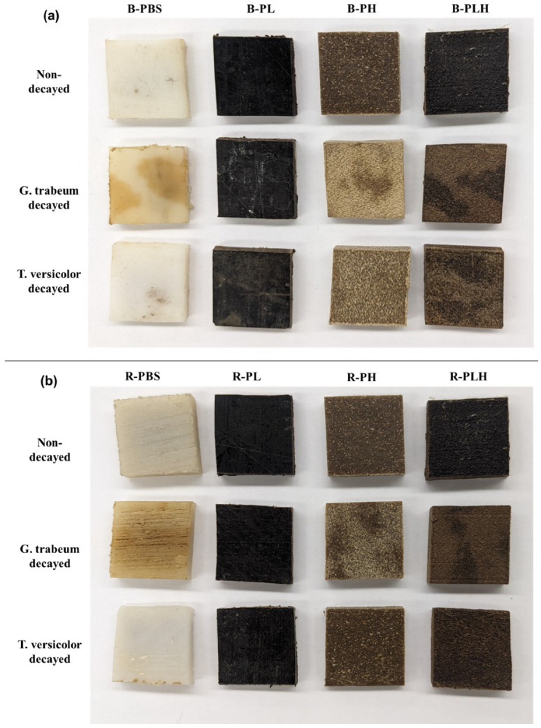 Photographs of original and 16 w fungal degraded (a) blended B-PBS, B-PL, B-PH, and B-PLH samples and (b) reacted R-PBS, R-PL, R-PH, and R-PLH samples.