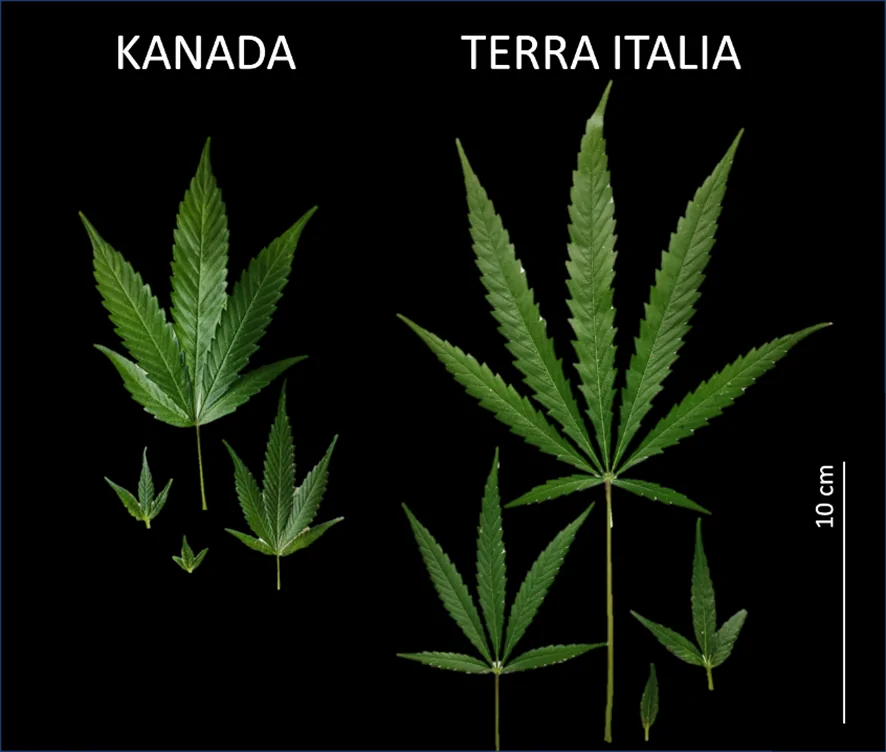 Comparison graphic displaying leaves from two cannabis genotypes "Kanada" and "Terra Italia", showing distinct differences in leaf size and shape. Leaves of the genotype "Terra Italia" are larger and broader, with a 10 cm scale for reference.