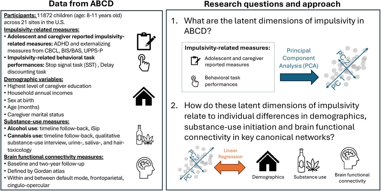 An overview of the data selected from the Adolescent Brain and Cognitive Development (ABCD) study, research questions and data analytic approach. We applied principal component analysis (PCA) to a range of impulsivity-related measures, broadly defined, to identify latent dimensions of impulsivity within the ABCD data set. We then examined the relationships between the top three identified impulsivity PCs and variables related to basic individual difference factors, substance use, and functional connectivity among well-established canonical networks via linear regression analyses.