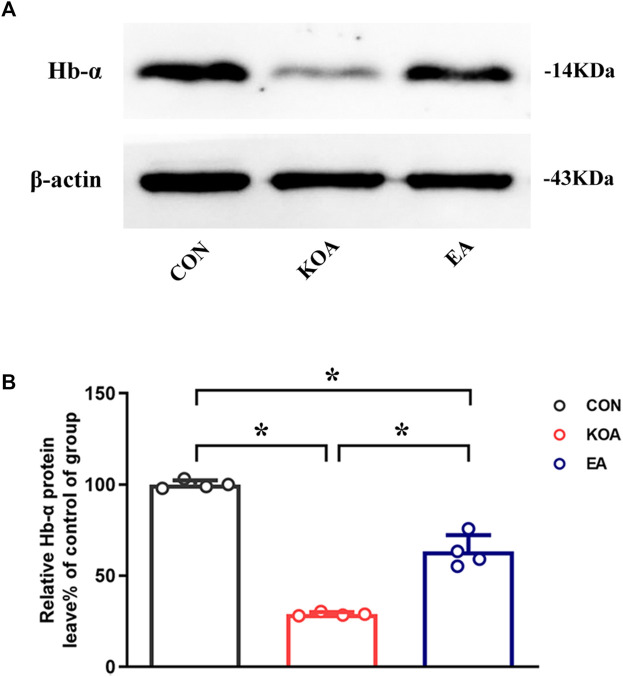 Quantitative analysis of the protein level of hemoglobin α-chain in the PAG tissues. (A) The representative gel image shows the protein level of the hemoglobin α-chain in PAG tissues obtained from the control (CON), KOA, and KOA treated with EA groups. β-actin was used as a loading control. The protein band at 14 kDa corresponds to the hemoglobin α-chain. (B) Summary data show the effect of KOA and EA on the protein level of the hemoglobin α-chain in PAG tissues. Data are expressed as means ± SEM (n = 4 mice in each group). *p < 0.05.