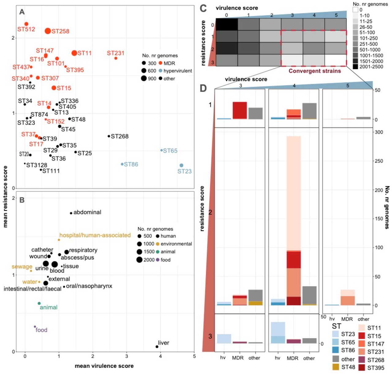 Insights from resistance and virulence scores.Data shown summarise Kleborate results for non-redundant set of 9,705 publicly available K. pneumoniae genomes (Table S2). (A-B) Mean resistance and virulence scores grouped by (A) lineage and (B) sample type. Each circle represents a single lineage (multi-locus sequence type, ST) or sample type as labelled; size indicates the number of genomes (as per inset legend); colour indicates groups per inset legend. (C) Heatmap showing number of genomes with each combination of resistance and virulence scores. Convergent genomes correspond to a virulence score ≥3 (carrying iuc) and resistance score of ≥1 (carrying ESBL and/or carbapenemase gene/s), as indicated by the red box. (D) Barplots showing lineage distribution of convergent genomes, for each combination of resistance score and virulence score. Lineages are grouped into hypervirulent (hv), multidrug resistant (MDR) and other; and coloured by ST (as per inset legend).