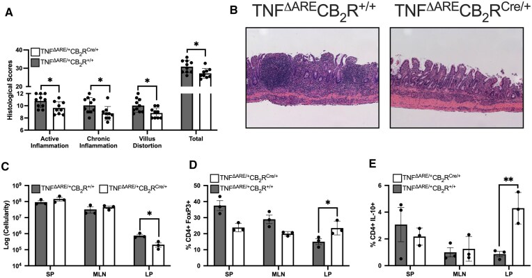 This five-panel figure examines CD4+ T cell-specific deletion of CB2R on chronic murine ileitis. Panel A shows a significant decrease in histological indices of inflammation, including active disease, chronic inflammation, villus distortion and the sum of those in total inflammation from mice deficient in CB2R on their T cells. Panel B contains representative H&E micrographs with clear decreases in inflammatory cell infiltration, improved villus length and a lack of lymphoid aggregates or tertiary lymphoid follicles in knockout animals relative to inflamed controls. Panel C corroborates those independent findings with a decrease in cellularity in Cre+ mice ileal lamina propria. Characterisation of that infiltrate (Panel D) demonstrated a significant increase in Foxp3+ regulatory T cells in the ileal lamina propria of mice lacking CB2R and a similar significant increase in CD4+ IL-10+ cells in the lamina propria but not spleen or mesenteric lymph node, seen in panel E.