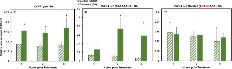 SA activated CsPT1 pro and CsPT4 pro. Dual luciferase assay results displaying activation of CsPT1 pro (a) and CsPT4 pro (b) across 5 h indicated by relative luminescence. Mutated CsPT4 pro (c) did not respond to SA. *indicates p ≤ 0.05 (n = 3).