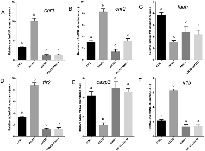 Intestinal mRNA levels evaluated by qPCR of (A) cnr1, (B) cnr2, (C) faah, (D) tlr2, (E) casp3 and (F) il1b normalized against act1b and rplp, in different experimental groups from ex vivo experimentation. Values indicate mean ± SD. Different letters denote significant differences among groups.
