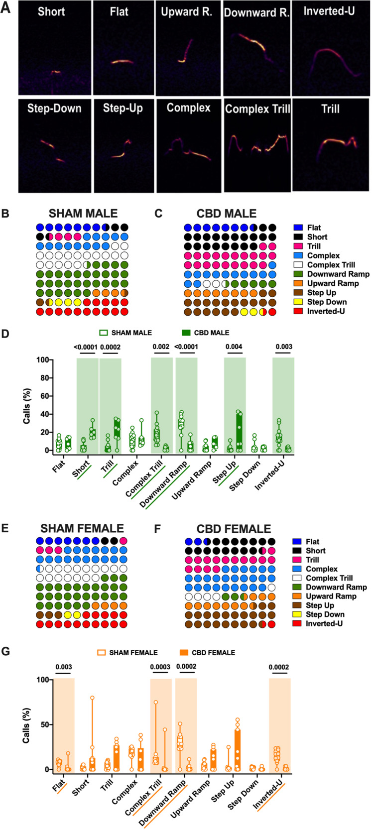 Call type profile is altered in a sex-specific manner in CBD-exposed pups.A Representative USV calls classified into ten distinct categories based on Supervised-call classification neural network. Color maps of USVs showing differential distributions of call types emitted by SHAM (B) vs CBD (C) males and CBD-exposed females (F) vs SHAM (E) pups. Each call category was expressed as (number of calls in each category for each subject/total number of calls analyzed in each subject) and represented as the average of each group (SHAM MALE N = 14, CBD MALE N = 7, SHAM FEMALE N = 11, CBD FEMALE N = 11). D–G CBD modified the vocal repertoire. D CBD-exposed male emitted more often Short, Trill and Step-up calls, and less Complex Trill and Downward Ramp calls than their SHAM counterparts (G). CBD females emitted significantly less Flat, Complex Trill, Downward Ramp, and Inverted-U vocalizations than SHAM (G), (SHAM MALE N = 14 light green, CBD MALE N = 7 dark green, SHAM FEMALE N = 11 light orange, CBD FEMALE N = 11 dark orange). Data are represented as Box and whisker plots (first quartile, median, third quartile). Individual data points represent a single animal. Multiple Mann–Whitney U test, *p < 0.05.
