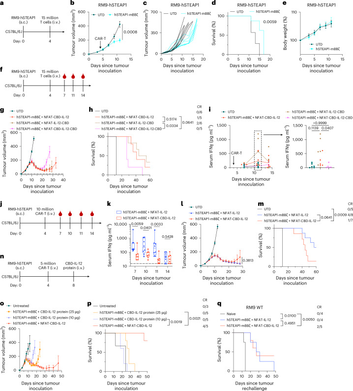 Characterizations of CAR-T cells armoured with a collagen-binding IL-12 in vivo.a–e, Male C57BL6/J mice received subcutaneous injection of RM9-hSTEAP1 (5 × 105) on day 0. a, Experimental timeline; 15 million T cells were intravenously injected on day 4. b, Average tumour volumes (mean ± s.e.m.). c, Individual tumour growth curves. d, Survival rates. e, Body weight changes normalized to the body weights on day 0 (mean ± s.e.m.). f–i, f, Experimental timeline; 15 million T cells were intravenously injected on day 4 followed by blood sampling on days 7, 11 and 14. g, Average tumour volumes (mean ± s.e.m.). h, Survival rates. CR, complete response. i, Serum IFNγ concentrations were quantified by ELISA (mean). j–m, j, Experimental timeline; 10 million CAR-T cells were intravenously injected on day 4 followed by blood sampling on days 7, 10, 11 and 14. k, Serum IFNγ concentrations were quantified by ELISA. The boxes extend from the 25th to the 75th percentiles, the centre lines show median values and the whiskers extend to the minima and maxima. The dotted line shows the detection limit (15.6 pg ml−1). l, Average tumour volumes (mean ± s.e.m.). m, Survival rates. n–p, n, Experimental timeline; 5 million CAR-T cells were intravenously injected on day 4 followed by a single intravenous injection of CBD-IL-12 protein on day 8. o, Average tumour volumes (mean ± s.e.m.). p, Survival rates. q, Survival curves for complete responders (in j–p) subcutaneously rechallenged with RM9 WT cells (5 × 105) on day 60. (a–e) UTD, n = 7 mice; hSTEAP1-mBBζ, n = 8. (f–i) hSTEAP1-mBBζ + NFAT-CBD-IL-12 and hSTEAP1-mBBζ + NFAT-CBD-IL-12-CBD, n = 5; UTD and hSTEAP1-mBBζ + NFAT-IL-12-CBD, n = 6. (j–m) UTD, n = 5; hSTEAP1-mBBζ + NFAT-IL-12, n = 8; hSTEAP1-mBBζ + NFAT-CBD-IL-12, n = 7. (n–p) n = 3 for untreated; n = 5 for all other groups. (a–e) 75.3% CAR+ in hSTEAP1-mBBζ. (f–i) 54.1% CAR+ in hSTEAP1-mBBζ + NFAT-CBD-IL-12, 62.8% CAR+ in hSTEAP1-mBBζ + NFAT-IL-12-CBD and 52.3% CAR+ in hSTEAP1-mBBζ + NFAT-CBD-IL-12-CBD. Statistical analyses were performed using two-tailed Welch’s t-test (b,l), log-rank (Mantel–Cox) test (d,h,m,p,q), Kruskal–Wallis test followed by Dunn’s multiple comparisons (i) or two-tailed Mann–Whitney test (k). P values are shown in figures.Source data