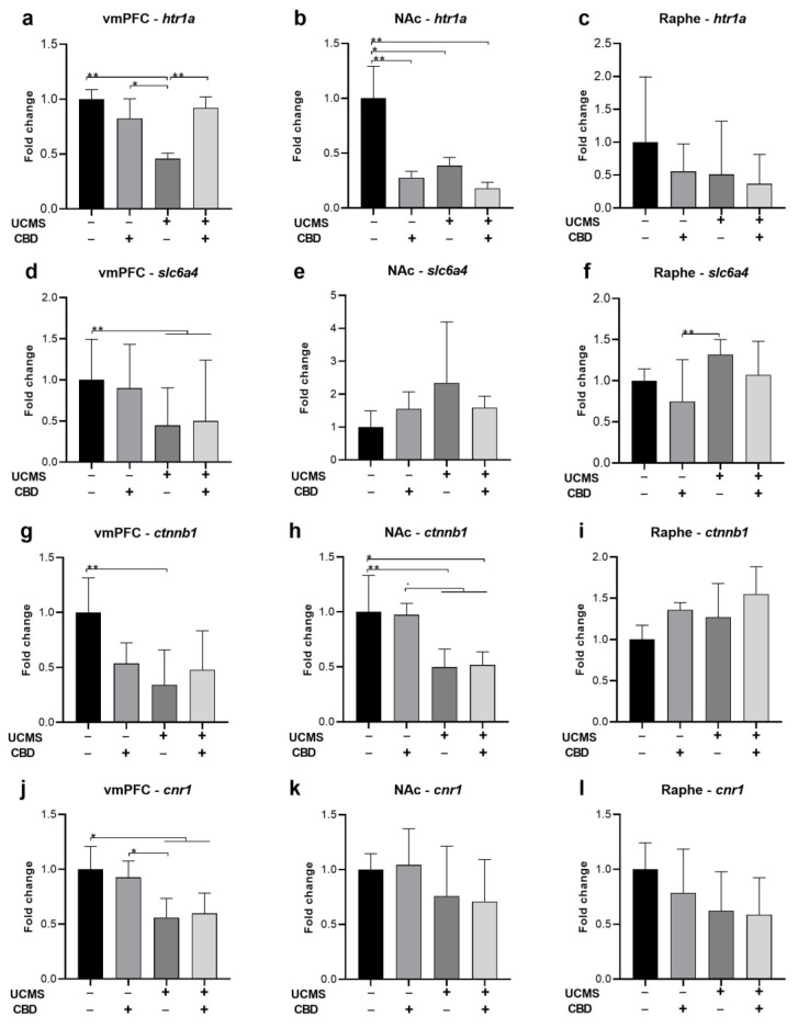 The effects of CBD treatment on serotonergic, β-catenin, and CB1 mRNA expression in the vmPFC, NAc, and raphe nucleus in rats exposed to UCMS. htr1a: (a) vmPFC: UCMS-vehicle downregulated htr1a levels compared to all groups. (b) NAc: UCMS rats treated with a vehicle or CBD and No UCMS rats treated with CBD demonstrated htr1a downregulation compared to No UCMS rats treated with a vehicle. (c) Raphe: no differences were observed between the groups. slc6a4: (d) vmPFC: UCMS rats treated with a vehicle or CBD demonstrated downregulation compared to No UCMS rats treated with a vehicle. (e) NAc: no differences were observed between the groups. (f) Raphe: UCMS-vehicle rats demonstrated upregulation of slc6a4 compared to No UCMS-CBD rats. Ctnnb1: (g) vmPFC: UCMS-vehicle rats demonstrated Ctnnb1 downregulation compared to No UCMS-vehicle rats. (h) NAc: UCMS downregulated Ctnnb1 compared to No UCMS rats treated with a vehicle or CBD. (i) Raphe: no differences were observed between the groups. Cnr1: (j) vmPFC: UCMS rats that were treated with a vehicle or CBD demonstrated Cnr1 downregulation compared to No UCMS rats treated with a vehicle or CBD. (k) NAc: no differences were observed between the groups. (l) Raphe: no differences were observed between the groups. vmPFC: ventromedial prefrontal cortex; NAc: nucleus accumbens; UCMS: unpredictable chronic mild stress; CBD: cannabidiol. *, p < 0.05, **, p < 0.01.