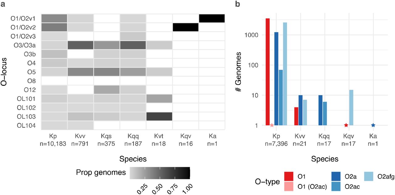Distribution of O loci and predicted O1/O2 (sub)types by species.a) Heatmap showing the proportion of genomes of each species harbouring each distinct O locus. Total sample sizes for each species are indicated below x-axis labels. b) Bar graph showing the number of genomes of each species predicted to express O1 and O2 antigens. Only species for which at least one genome was predicted to express an O1 or O2 antigen are shown (total genomes indicated below x-axis labels). Stars indicate the position of bars of size 1. Kp, K. pneumoniae; Kvv, K. variicola subsp. variicola; Kqs, K. quasipneumoniae subsp. similipneumoniae; Kqq, K. quasipneumoniae subsp. quasipneumoniae; Kvt, K. variicola subsp. tropica; Ka, K. africana.