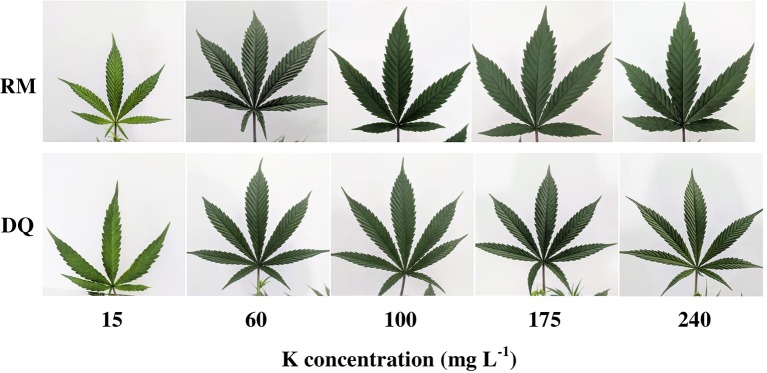 Visual appearance of leaves of two medical cannabis cultivars, RM (top row) and DQ (bottom row), which developed on plants receiving increasing K supply. From left to right: 15, 60, 100, 175, and 240 ppm K. Images of the youngest fully developed leaf on the main stem, taken 26 days after the initiation of the fertigation regime.