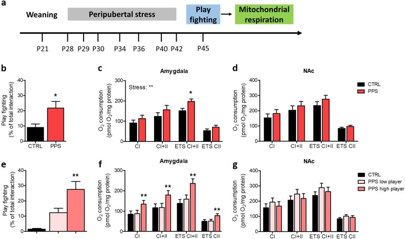 Mitochondrial respiration following play fighting.Timeline of the experiment (a). Play fighting was increased in PPS rats compared to CTRLs (b). A main effect of stress was found in the mitochondrial respiration in the amygdala and the maximal electron transfer system capacity being significantly higher in PPS rats than CTRLs (c). No significant change was observed in the mitochondrial respiration in the nucleus accumbens (NAc) (d). Analysis according to play fighting level confirmed that PPS high players showed higher play fighting than to CTRLs (e). Moreover, amygdala respiration was increased in PPS high players compared to CTRLs and PPS low players (f), whereas no significant change was observed in the respiration in the NAc (g). N: CTRL = 8, PPS = 8, PPS low player = 3, and PPS high player = 5. *p < 0.05, **p < 0.01, vs CTRL, and also vs PPS low player in (e). Results are expressed as mean ± SEM. Respiration data are presented as estimated marginal means ± SEM of oxygen flux per mg tissue