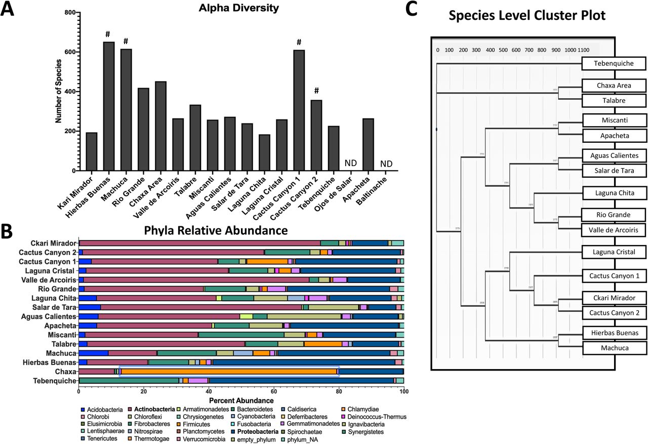 Illumina 16S rRNA sequencing provides a snapshot of bacterial diversity(A) Quantification of alpha diversity soil samples. Each bar represents the number of unique taxa detected in each soil sample. Pound signs indicate locations of higher plant life. No detection of sequences in Ojos de Salar or Baltinache (ND). (B) Bar chart of the phyla relative abundance within each sample. Each color represents a different phylum and the length of the bar represents the percent abundance within that sample. Actinobacteria (pink) and Proteobacteria (dark blue) were the most abundant phyla. (C) Cluster plot dendrogram grouping samples based on genus similarities under Marisita-Horn analysis. Length of bar represents degree of similarity. Tebenquiche was the most different from the rest of the samples.