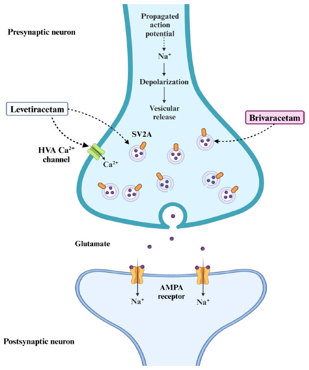 Mechanisms of action of levetiracetam and brivaracetam involving the SV2A vesicle protein leading to reduced neuronal excitability. (AMPA: α-amino-3-hydroxy-5-methyl-4-isoxazole propionic acid; HVA Ca2+ channel: high-voltage-activated calcium channel; SV2A: synaptic vesicle protein 2A).