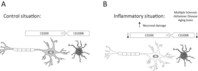 Neuron-microglia crosstalk. A) In control conditions the crosstalk between neuron-microglia via the CD200-CD200R interaction is working correctly. The inhibitory signal is contributing to the maintenance of brain homeostasis and immune privilege. B) In inflammatory situations the crosstalk between neuron-microglia through the CD200-CD200R interaction is altered. The reduced inhibitory input from CD200 causes a disturbed equilibrium which results in activation of microglia and neuronal damage in MS, in the aging brain and AD.