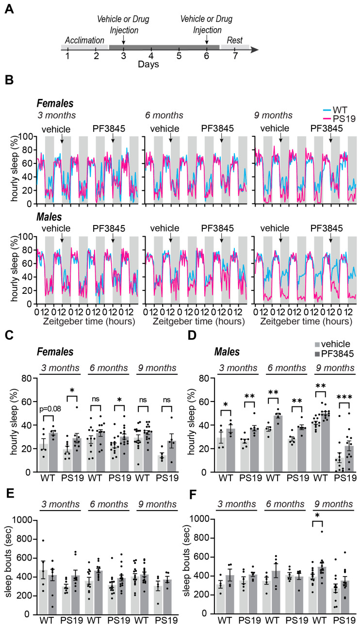 Selective increased AEA promotes dark phase sleep behavior in PS19 mice. (A) Experimental design; (B) 24 h traces of hourly sleep of female and male WT (blue line) PS19 (pink line) mice at 3 months (pre-pathology), 6 months (early phase), and 9 months (symptomatic phase). Grey bars in sleep traces indicate dark phase. (C,D) Quantification of average hourly dark phase sleep in females (C) and males (D). (E,F) Quantification of average dark phase sleep bout length in seconds in females (E) and males (F). N = 5–16/age/sex/genotype. * p < 0.05, ** p < 0.01, *** p < 0.001, ns: not significant. Paired two-tailed Student’s t-test. Error bars indicate ± SEM.