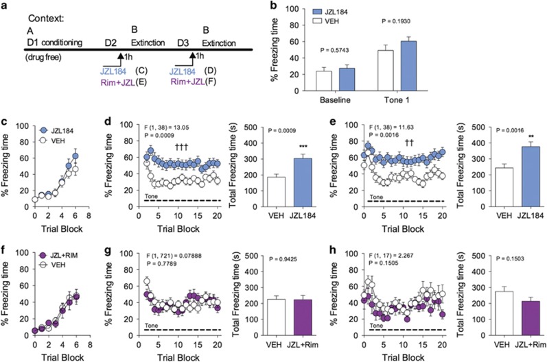 JZL184 impairs extinction of cue-conditioned freezing behavior. (a) Schematic diagram of the experimental paradigm and drug treatments. (b) Effects of JZL184 treatment prior to extinction on baseline freezing and conditioned freezing to the first tone presentation. (c) Freezing levels during acquisition of cue-conditioned fear (d and e) Effects of JZL184 on short-term extinction of conditioned freezing on days 1 and 2 of extinction training. (f) Freezing levels during acquisition of cue-conditioned fear. (g and h) Effects of Rimonabant and JZL184 co-administration on JZL184-induced short-term extinction impairment on days 1 and 2 of extinction. ††P<0.01, †††P<0.001 significant effect of drug treatment by two-way ANOVA. **P<0.01, ***P<0.001 significantly different from vehicle treatment by unpaired two-tailed t-test (bar graphs). Error bars represent s.e.m. (b–e) n=20 mice per group. (f–h) n=10 mice per group. ANOVA, analysis of variance.